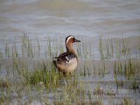 0005 (Knäkente M (BK)